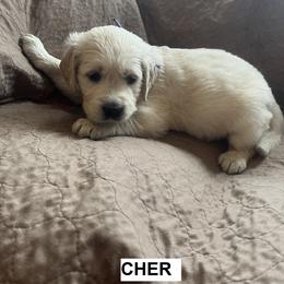 Girl 5 - female Golden Retriever puppy in Berea, Kentucky from Lucky Golden Ranch