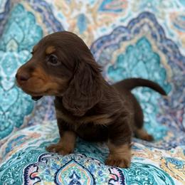 Beckett - Chocolate and tan male Dachshund puppy in Lincoln, Arkansas from Red Dirt Dachshunds