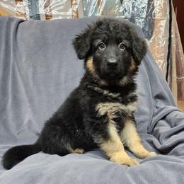 Yellow Collar - Bi-color female German Shepherd puppy in Louisville, Ohio from Crooked River German Shepherds