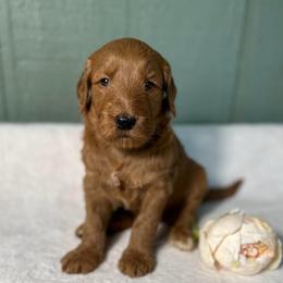 Scarlett - Red  female Goldendoodle puppy in Osage City, Kansas from Golden Ridge Goldens