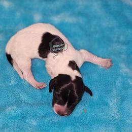 Black pie girl 1 - Piebald female Dachshund puppy in Herald, California from Bluegum Dachshunds