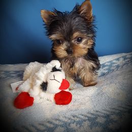Yorkshire Terrier Puppies from Little Angel Yorkies