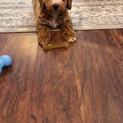 Aussiedoodle and Irish Doodle All Grown Up from Schooley Doodles