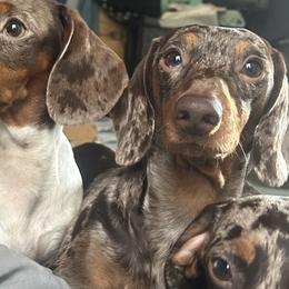 Dachshunds and French Bulldogs from J.C fur babies