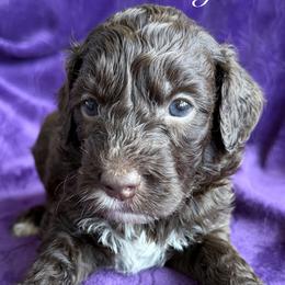 S'more - Chocolate male Australian Labradoodle puppy in Bells, Texas from Sandcastle Labradoodles