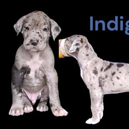 Indigo - Merle male Great Dane puppy in Brookings, South Dakota from Debonair Danes