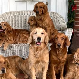 Golden Retrievers from Weaver Dairy Goldens