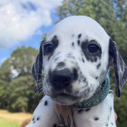 Pear - White and black male Dalmatian puppy in Demorest, Georgia from Dixon Dalmatians