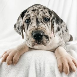 Dachshund, Great Dane, and Yorkshire Terrier Puppies from WZ Kennels