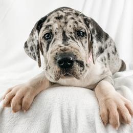 Dachshund, Great Dane, and Yorkshire Terrier Puppies from WZ Kennels