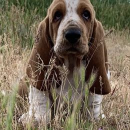 Basset Hounds from Bravo Bassets