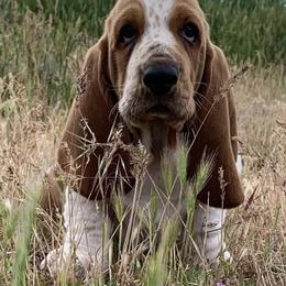 Basset Hounds from Bravo Bassets