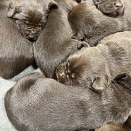 Dilute Retriever and Labrador Retriever Puppies from CKB Labradors