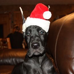 Great Dane Puppies from Dunn Right Ranch