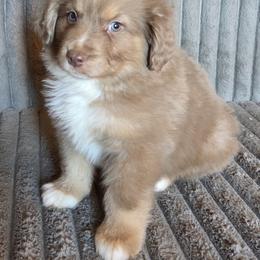 Butterscotch - Red merle male Miniature American Shepherd puppy in Goldendale, Washington from Amulet Charm