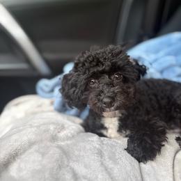 Diesel - Black male Poodle puppy in Garner, North Carolina from House of Paws Heritage Nursery LLC.