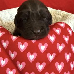 Dee - Brown female Newfoundland puppy in Goodhue, Minnesota from Claypits Newfoundlands