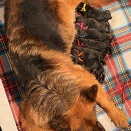 Boy 2 - Black and red male German Shepherd puppy in Valley Springs, South Dakota from Von Pasch German Shepherds