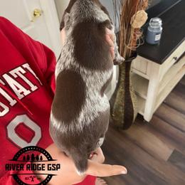Female 1 - Liver roan female German Shorthaired Pointer puppy in Weeki Wachee, Florida from River Ridge GSP