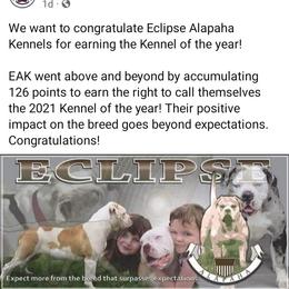 Alapaha Blue Blood Bulldog and French Bulldog Puppies from Eclipse Alapaha Kennels