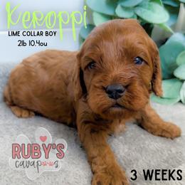 Cavapoo Puppies from Ruby's Cavapoos