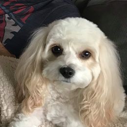 Ellie - Cavapoo