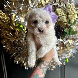 Hope - White female Poodle puppy in Adolphus, Kentucky from Deerly Poodles