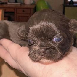 Chocolate female - Chocolate female Shih Tzu puppy in Phillipsburg, New Jersey from Debilyn’s Shih Tzu’s