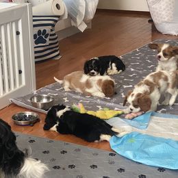 Black Russian Terrier and Cavalier King Charles Spaniel Puppies from Ocean Gem & Guardian Bears