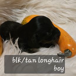 Boy 2 - Black and tan male Dachshund puppy in La Pine, Oregon from Lil Deschutes