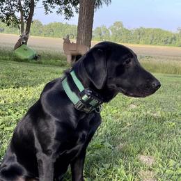 Ruger - Labrador Retriever