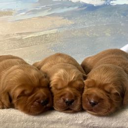 Girl 2 - Dark golden female Golden Retriever puppy in Cocoa, Florida from Goldens of the Groves LLC.