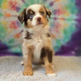 Lotus - Red merle male Miniature Australian Shepherd puppy in Church Hill, Tennessee from Hippie Dog Haven