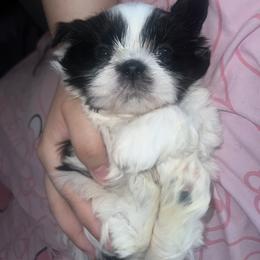 Shih Tzu Puppies from The Lion dog Shih Tzu