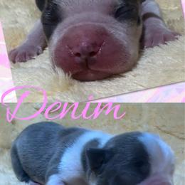 Denim - Blue female Boston Terrier puppy in Brazos Point, Texas from TX Southern Belle Bostons