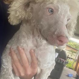King - Cream male Goldendoodle puppy in Willits, California from Big Island Goldendoodles