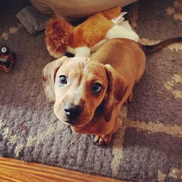Dachshund Puppies from Ripon Dachshunds