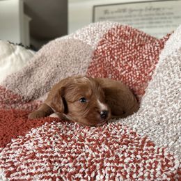 Cavapoo Puppies from Coles Cavapoo’s