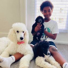 Poodle Puppies from PF Standard Poodles