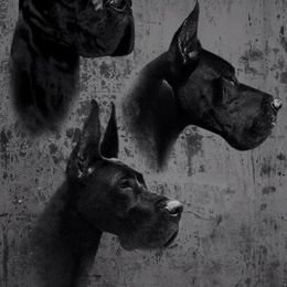 Great Danes from Pegasus Great Danes