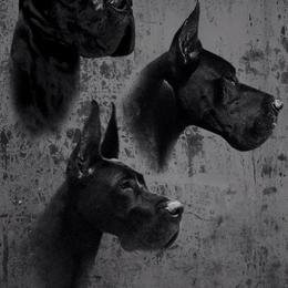 Great Danes from Pegasus Great Danes