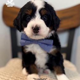 Treasure - Tri-color male Bernedoodle puppy in Orange, Texas from Walk with Me Doodles