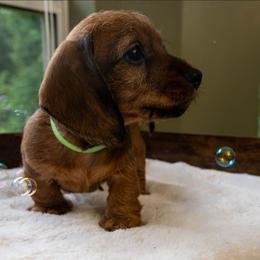 Jamison - Red male Dachshund puppy in Deville, Louisiana from Little Wire Wonders of Louisiana