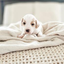 Mr. Whistle - Parti male Goldendoodle puppy in Punta Gorda, Florida from Transformation Acres Goldendoodle