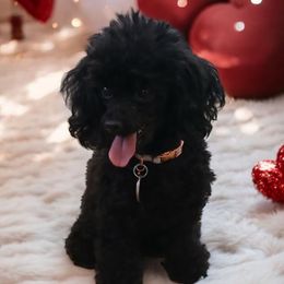 Leila - Poodle