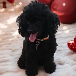 Leila - Poodle