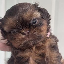 Pupkin Spice - Chocolate and tan male Shih Tzu puppy in Hendersonville, Tennessee from Peekaboo Farms