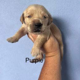 Purple - Dark golden female Golden Retriever puppy in Jesup, Georgia from Painted Platinum Retrievers (Painted Platinum Kennel) PPK