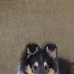 Collie Puppies from Whitehall Collies