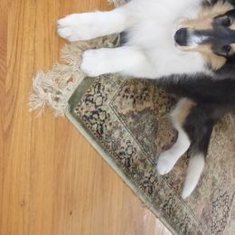 Collie Puppies from Whitehall Collies